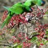 Wild Blue-crowned Conures feed on blossoms