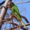 A wild Blue-crowned Conure feeds on fruits