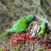 Wild Blue-crowned Conures feed on blossoms