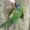 Wild Blue-crowned Conures cling to a nest cavity