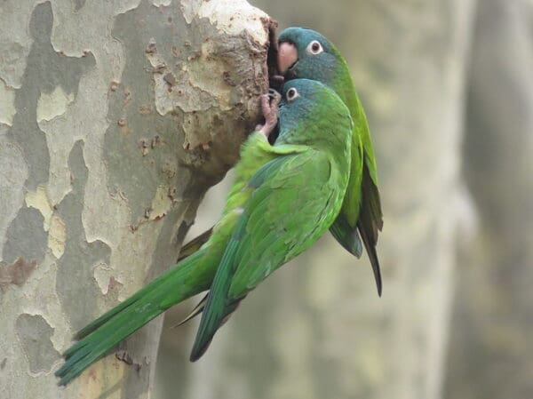 Wild Blue-crowned Conures cling to a nest cavity