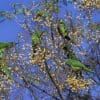 Wild Blue-crowned Conures feed on berries