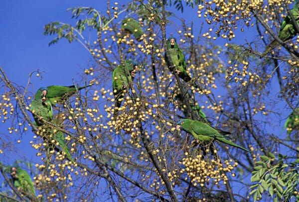 Wild Blue-crowned Conures feed on berries