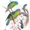 An illustration depicts Mindoro Racquet-tailed Parrots