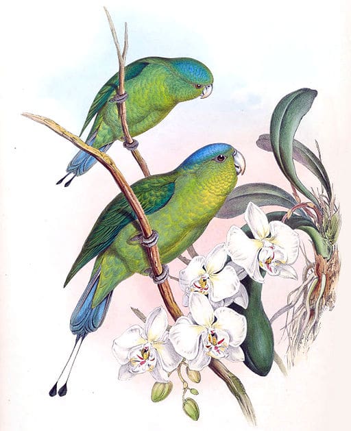 An illustration depicts Mindoro Racquet-tailed Parrots