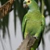 A Blue-fronted Amazon perches on the end of a branch