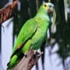 A Blue-fronted Amazon perches on the end of a branch