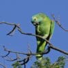 A Blue-fronted Amazon perches on one foot