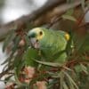 A Blue-fronted Amazon feeds on seeds