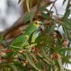 A Blue-fronted Amazon perches in a leafy tree