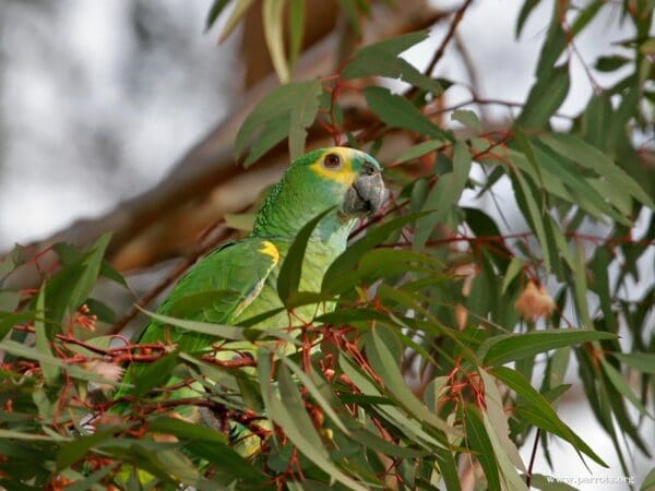 A Blue-fronted Amazon perches in a leafy tree