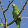 A Blue-fronted Amazon perches on a branch