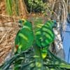 Blue-fronted Amazons perch in a palm tree