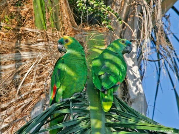 Blue-fronted Amazons perch in a palm tree