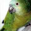 A companion Blue-fronted Amazon perches in a cage