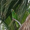 Blue-fronted Amazons perch in a palm tree