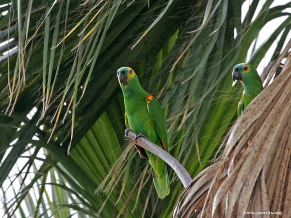 Blue-fronted Amazons perch in a palm tree