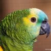 A closeup profile of a Blue-fronted Amazon