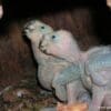 Wild Blue-fronted Amazon chicks in a nest