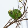 A Blue-fronted Amazon perches in a tree