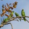 A Blue-fronted Amazon family perches in a tree