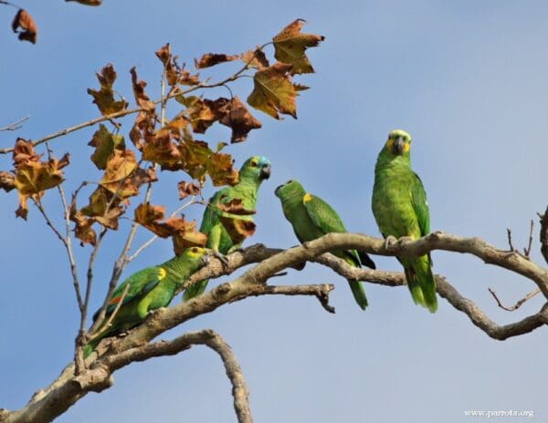 A Blue-fronted Amazon family perches in a tree