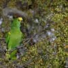 A Blue-fronted Amazon perches in a tree