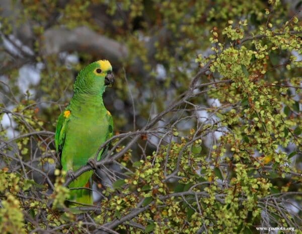 A Blue-fronted Amazon perches in a tree