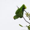 A Blue-fronted Amazon hangs from a branch