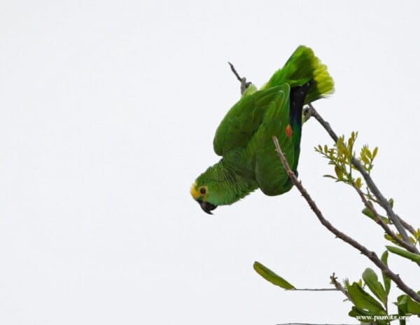 A Blue-fronted Amazon hangs from a branch