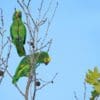 Blue-fronted Amazons perch high in a tree