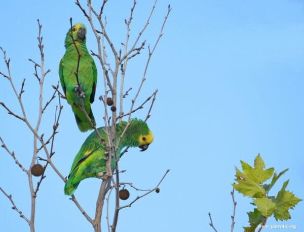 Blue-fronted Amazons perch high in a tree