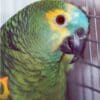 A companion Blue-fronted Amazon clings to the side of a cage