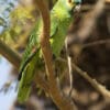 A wild Blue-fronted Amazon perches on a limb