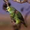 A wild Blue-fronted Amazon perches on the end of a branch