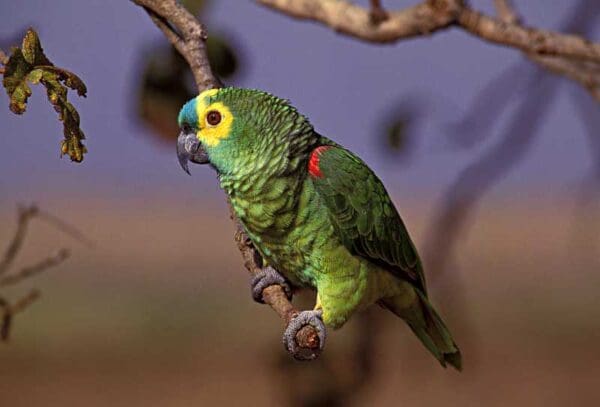 A wild Blue-fronted Amazon perches on the end of a branch