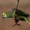 A wild Blue-fronted Amazon perches on the end of a branch