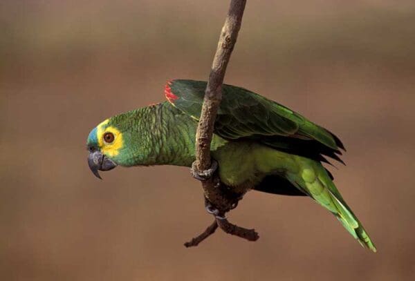 A wild Blue-fronted Amazon perches on the end of a branch