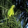 A wild Blue-fronted Amazon chews palm leaves