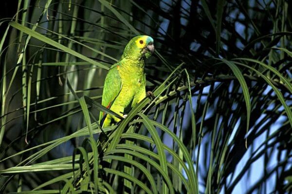 A wild Blue-fronted Amazon chews palm leaves