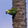 A wild Blue-fronted Amazon clings to the side of a tree trunk