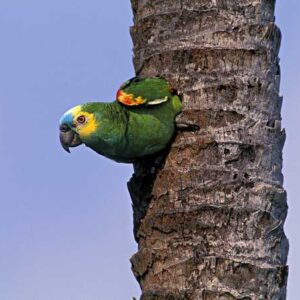 A wild Blue-fronted Amazon clings to the side of a tree trunk