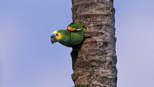 A wild Blue-fronted Amazon clings to the side of a tree trunk