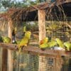 Blue-fronted Amazons rescued from trade await release to the wild