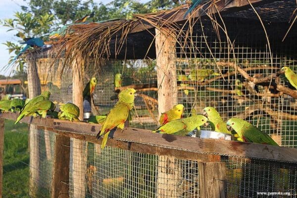 Blue-fronted Amazons rescued from trade await release to the wild