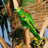 A Blue-fronted Amazon feeds on palm fruits