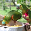 Blue-fronted Amazons rescued from trade feed at a rehabilitation centre