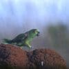 A wild Blue-fronted Amazon walks on a termite mound