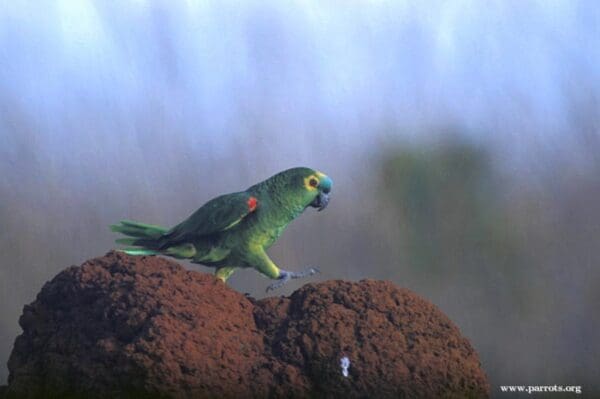 A wild Blue-fronted Amazon walks on a termite mound