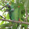 A wild Blue-fronted Amazon with a tracking device perches on a branch